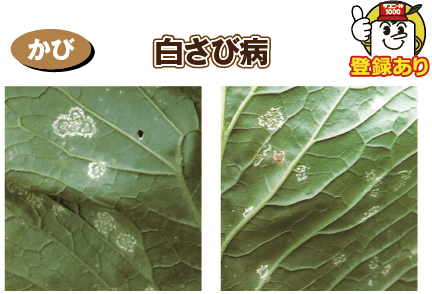 白さび病