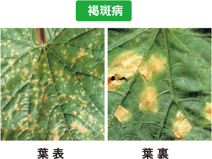 きゅうり 褐斑病 葉表・葉裏の写真
