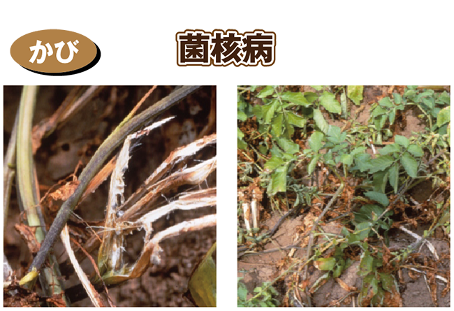 菌核病