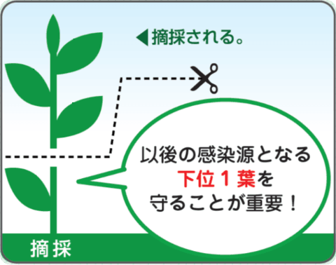 摘採された以後の感染源となる下位1葉を守ることが重要！