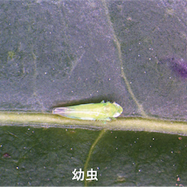 チャノミドリヒメヨコバイ（ウンカ）の幼虫