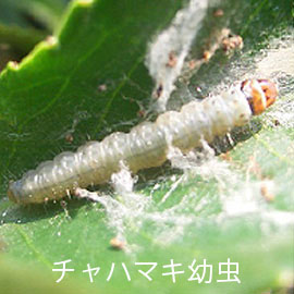チャハマキ幼虫