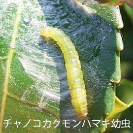 チャノコカクモンハマキ幼虫