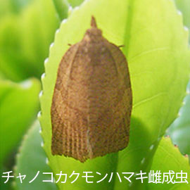 チャノコカクモンハマキ雌成虫