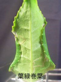チャノホソガ 葉緑巻葉