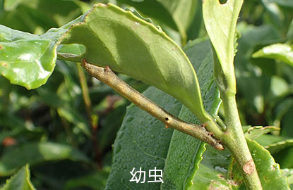 ヨモギエダシャク（シャクトリムシ）の幼虫