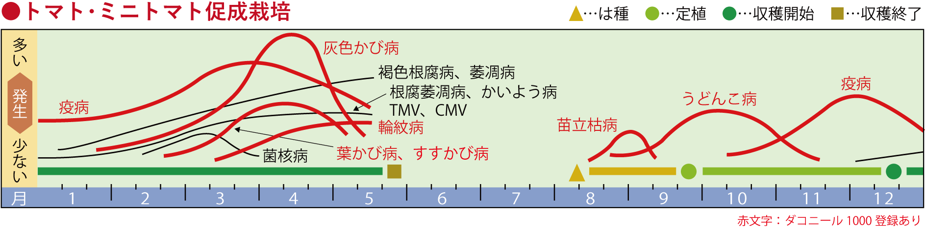 トマト･ミニトマト促成栽培