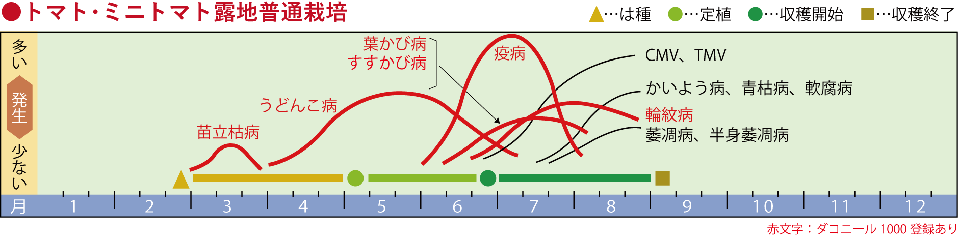 トマト･ミニトマト露地普通栽培