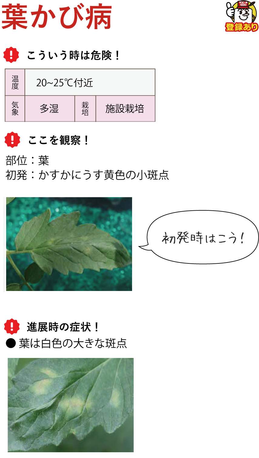 葉かび病 ダコニール1000登録あり こういう時は危険！20℃〜25℃付近 多湿 施設栽培 ここを観察！部位：葉 初発：かすかにうす黄色の小斑点 進展時の症状！● 葉は白色の大きな斑点